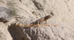 Sceloporus Male Common Side blotched Lizard