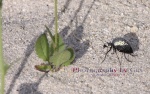 Desert Spider Beetle; genus Cysteodemus