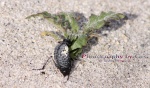 Desert Spider Beetle: genus Cysteodemus